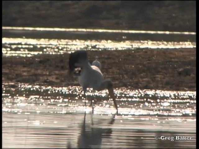 Yellow-billed Stork - ML201815421