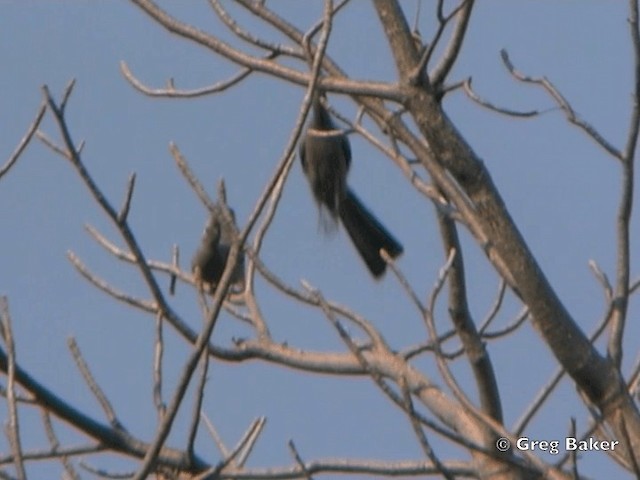 Gray Go-away-bird - ML201815431