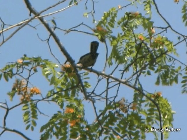 Crested Barbet - ML201815461