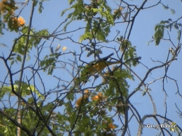 African Black-headed Oriole - ML201815471