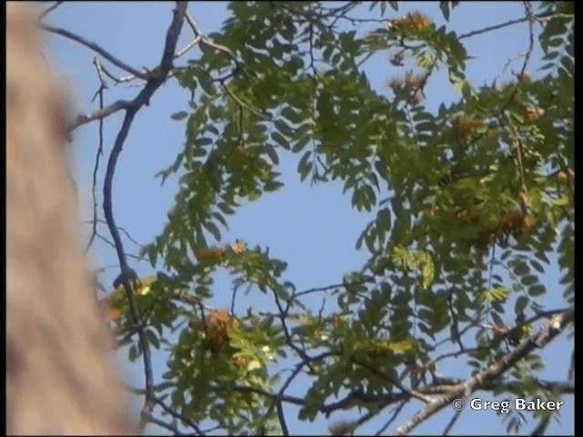 Yellow-bellied Greenbul - ML201815501