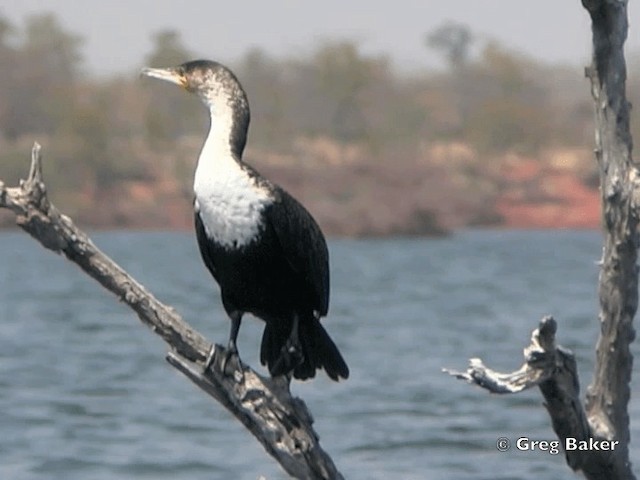 Cormorán Grande (ventriblanco) - ML201815521