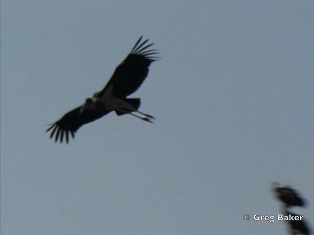 Marabou Stork - ML201815551