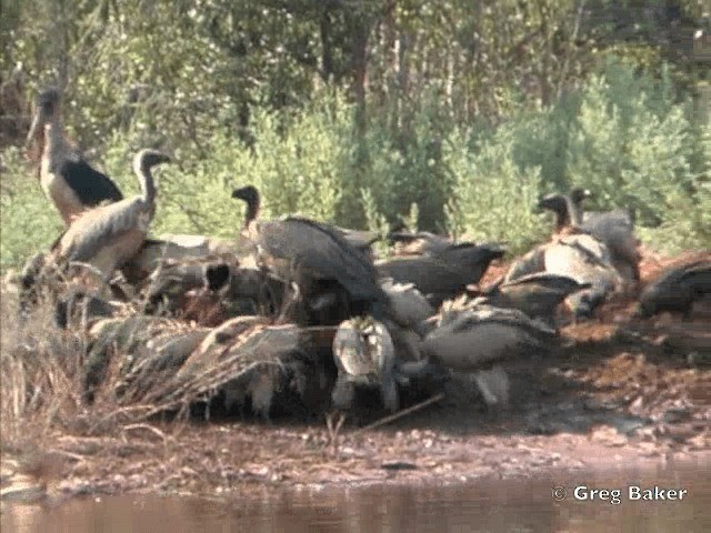 White-backed Vulture - ML201815581