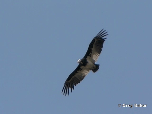 White-headed Vulture - ML201815621