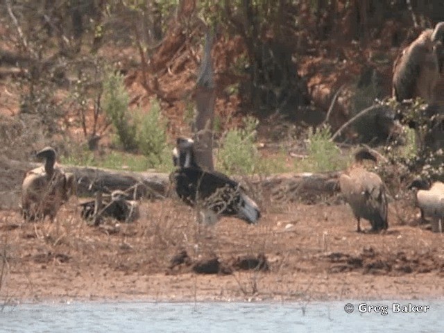 White-headed Vulture - ML201815631