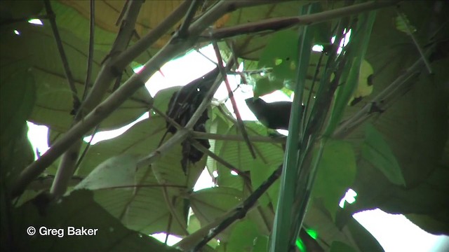 Black-bellied Wren - ML201815671