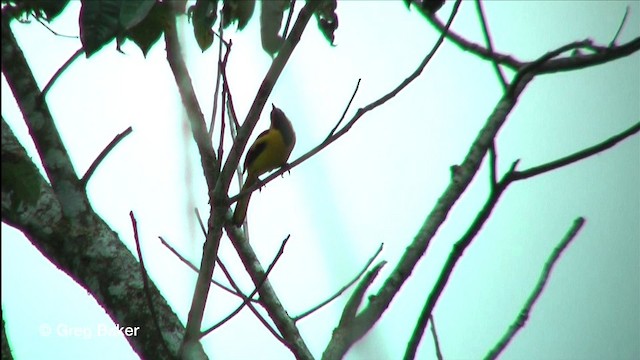 Yellow-tailed Oriole - ML201815681