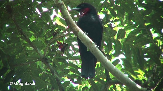 Purple-throated Fruitcrow - ML201815741