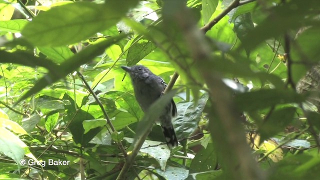 Black-crowned Antshrike - ML201815801