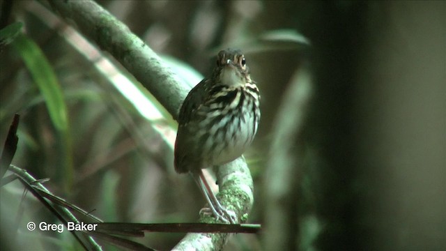 Streak-chested Antpitta (Eastern Panama) - ML201815811