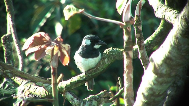 Gürtelfaulvogel - ML201815831