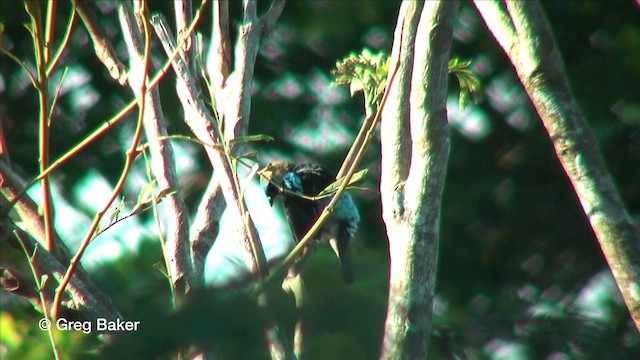 Golden-hooded Tanager - ML201815841