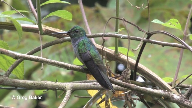 Blue-chested Hummingbird - ML201815871