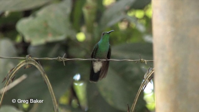 Colibrí de Buffon (grupo buffonii) - ML201815881