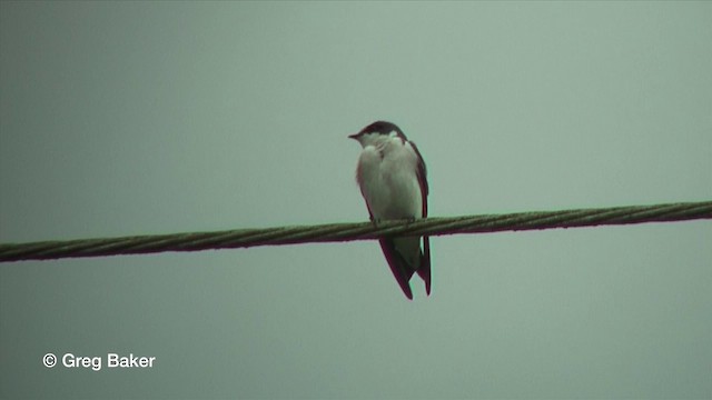 Mangrove Swallow - ML201815901