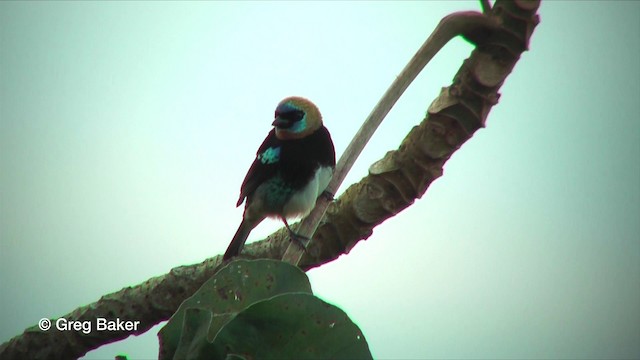 Golden-hooded Tanager - ML201815921