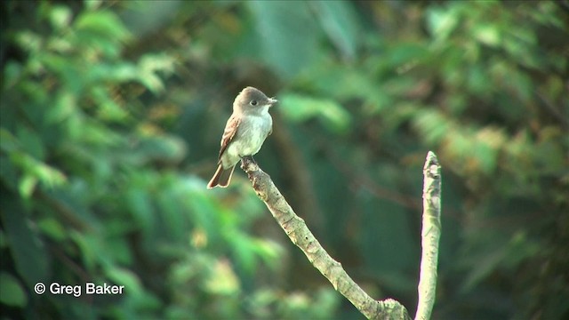 Eastern Wood-Pewee - ML201815931