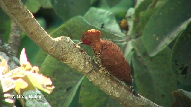 Carpintero Canelo - ML201815961