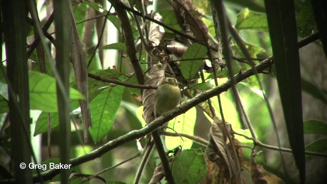 Golden-crowned Spadebill - ML201815971