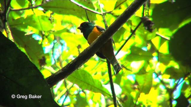 Northern Black-throated Trogon - ML201815981