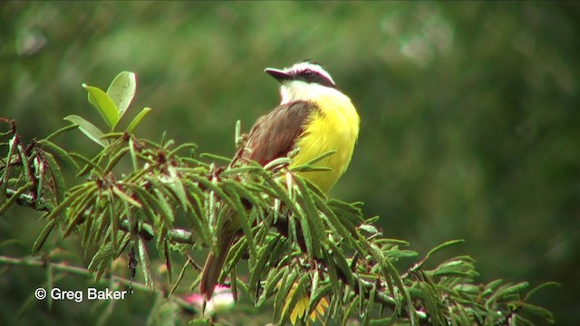 Rusty-margined Flycatcher - ML201816011