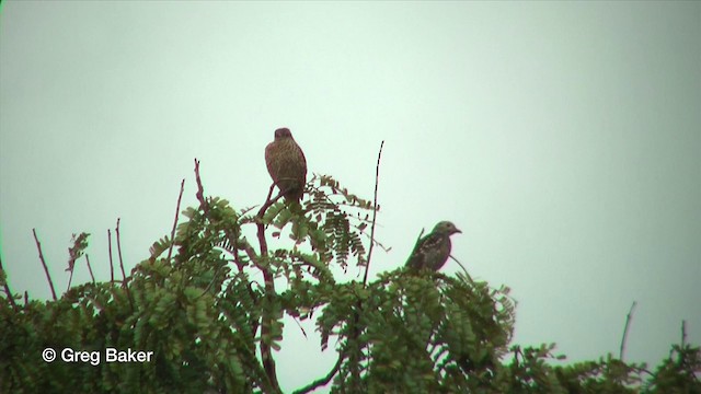 Cotinga Azul - ML201816021