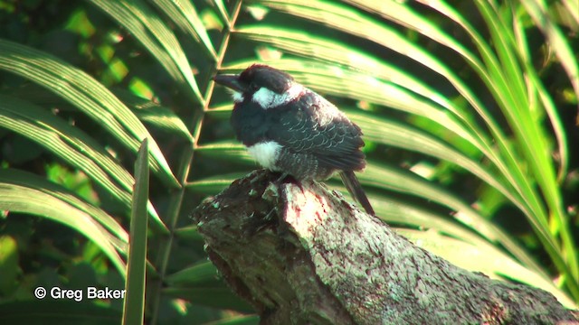Black-breasted Puffbird - ML201816041
