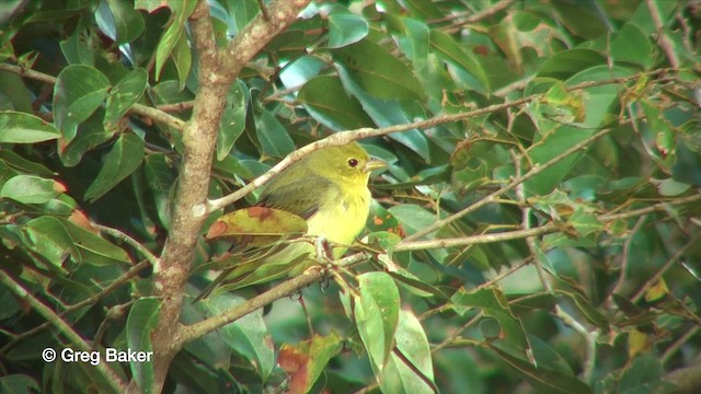 Scarlet Tanager - ML201816051