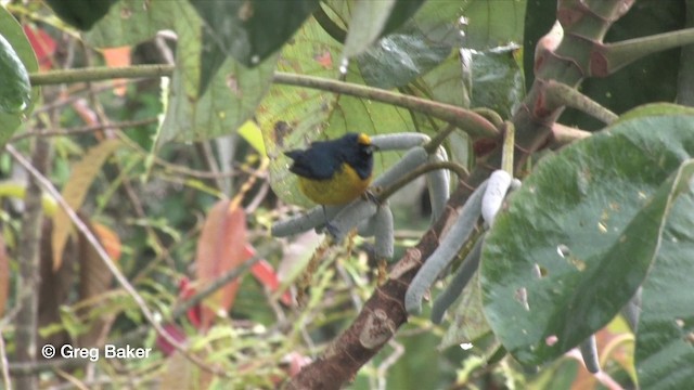 Fulvous-vented Euphonia - ML201816081