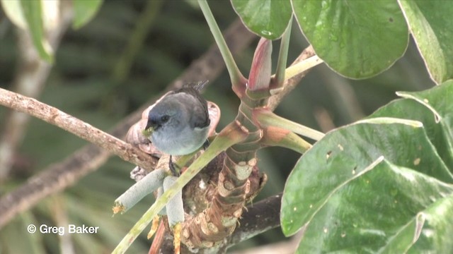 Tangara Cenicienta - ML201816091