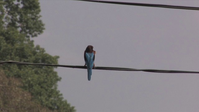 White-throated Kingfisher - ML201816101