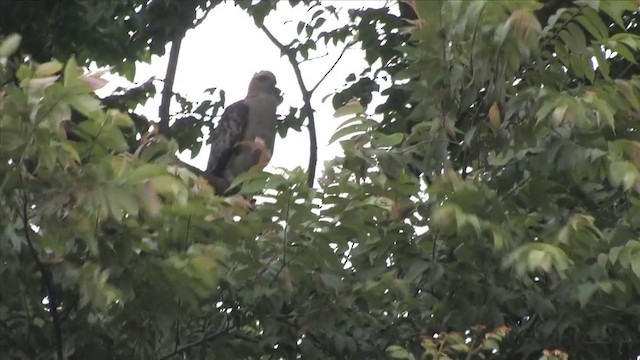 Changeable Hawk-Eagle (Crested) - ML201816111