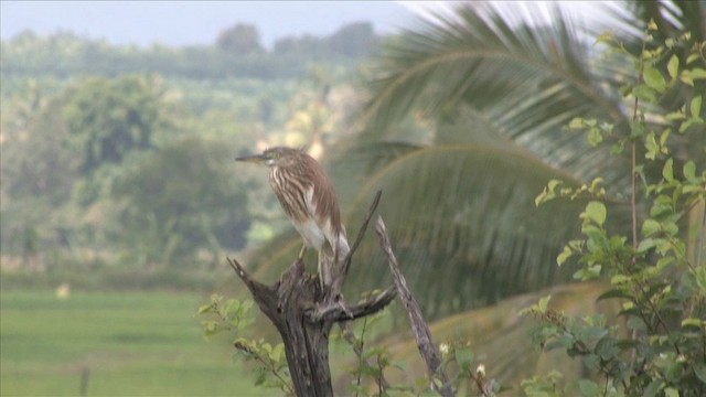 Indian Pond-Heron - ML201816121