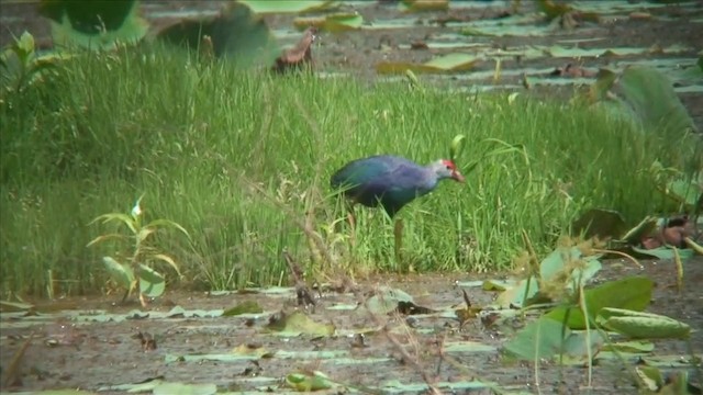 Gray-headed Swamphen - ML201816131