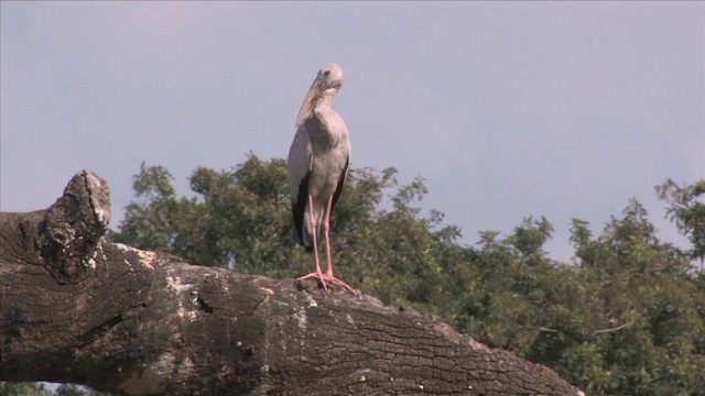 Asian Openbill - ML201816151