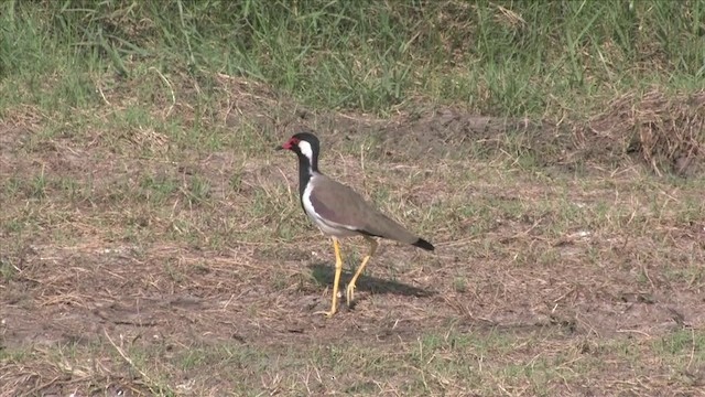 Red-wattled Lapwing - ML201816171