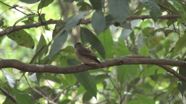 Gobemouche muttui - ML201816211