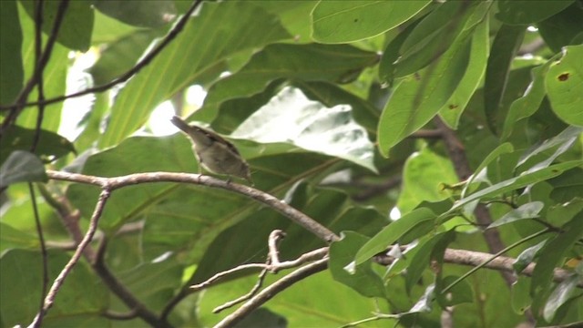 Mosquitero Picudo - ML201816221