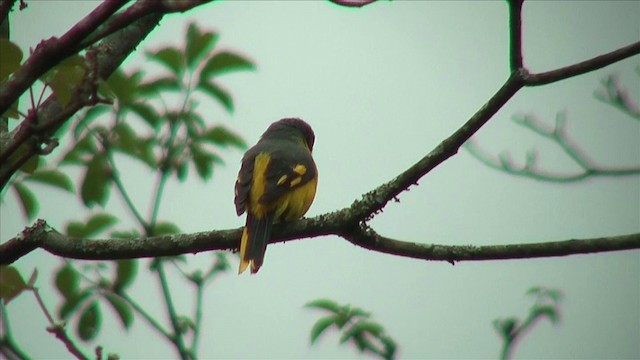 Orange Minivet - ML201816291