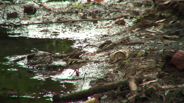 Forest Wagtail - ML201816301