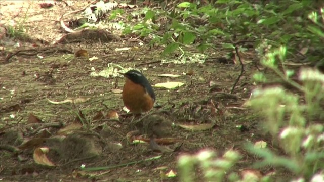 Indian Blue Robin - ML201816311