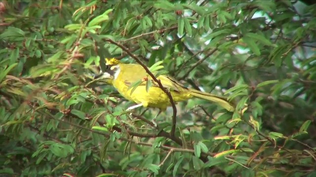 Yellow-eared Bulbul - ML201816321