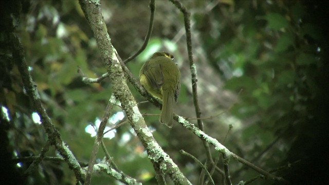 Yellow-eared Bulbul - ML201816331