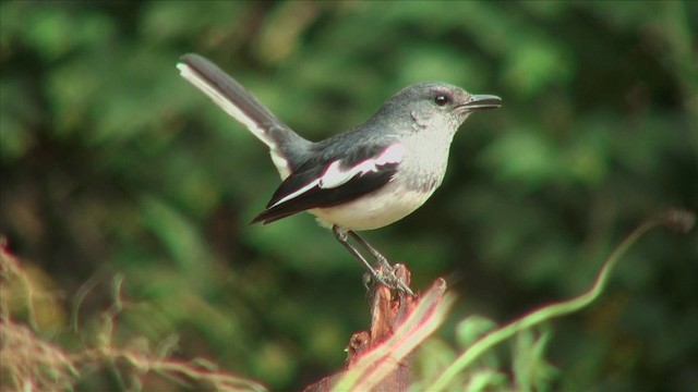 Oriental Magpie-Robin (Oriental) - ML201816341