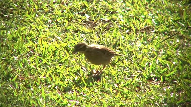 Paddyfield Pipit - ML201816351