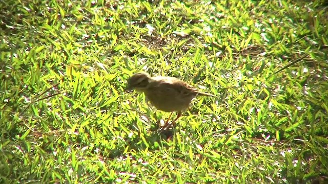 Paddyfield Pipit - ML201816351