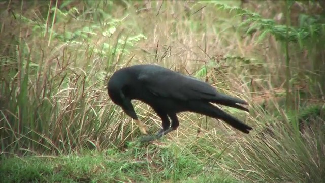 Corbeau à gros bec (culminatus) - ML201816451