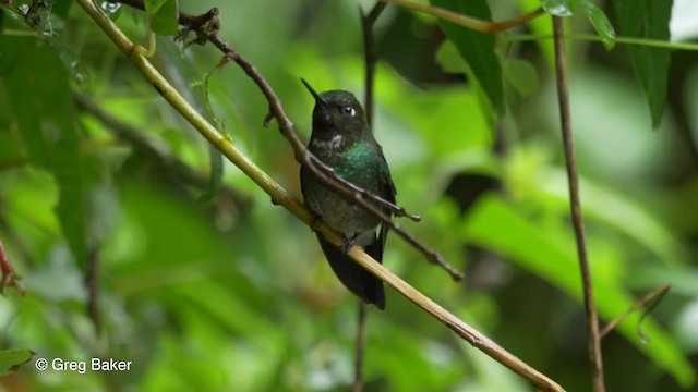 Colibrí Turmalina - ML201816471