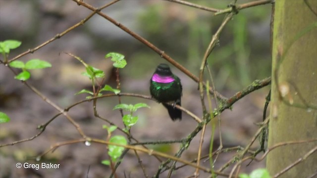 kolibřík turmalinový - ML201816481